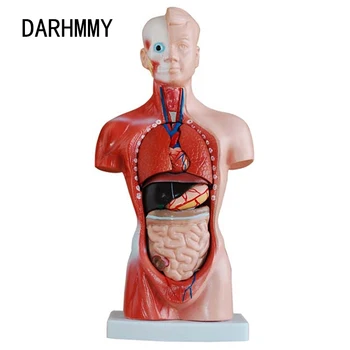 DARHMMY Модель Человеческого Торса 26 см Туловище 15 Частей Анатомия Анатомическая Медицинская Модель Внутренних Органов Для Обучения